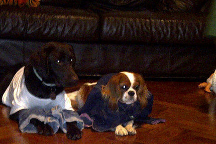 Canine Couture!